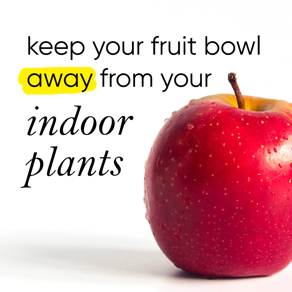 How to Keep Your Fruit Bowl Fresh