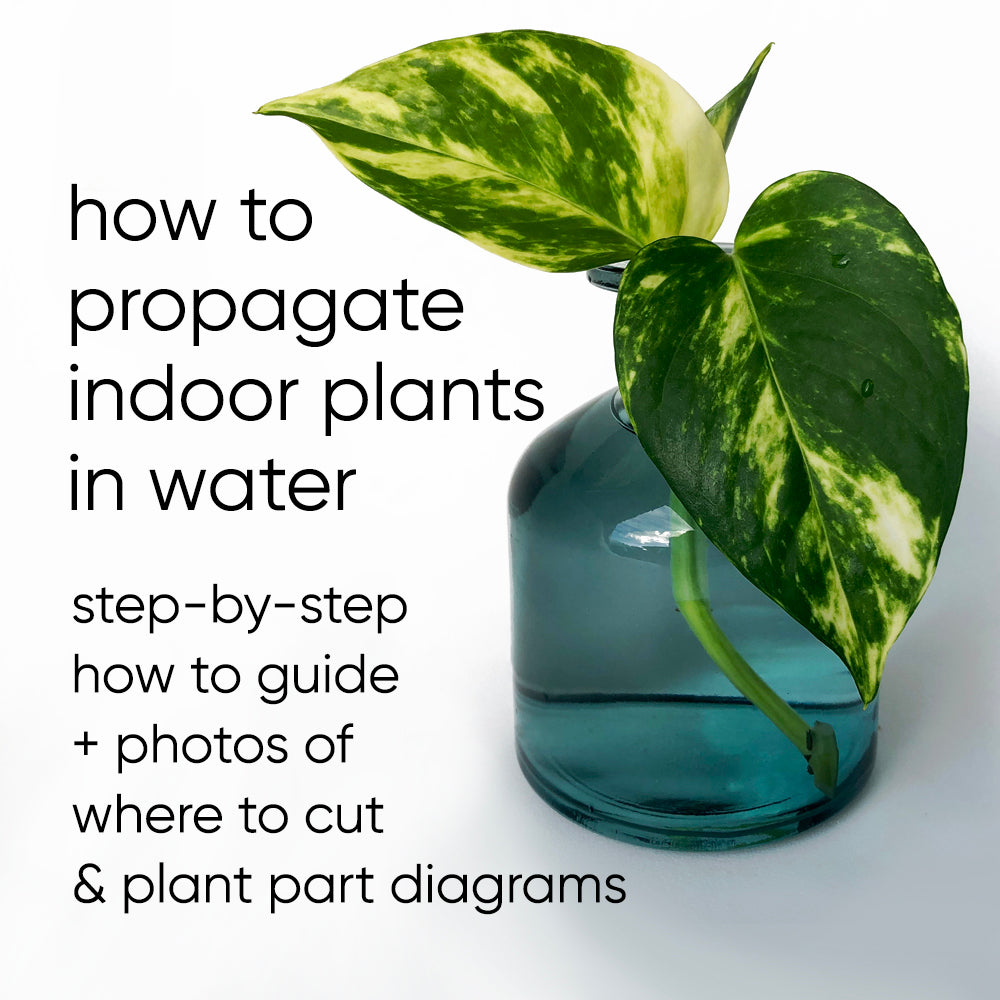 How to water propagate indoor plants (the simple step-by-step 