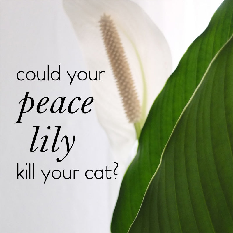 will-my-peace-lily-kill-my-cat-lovethatleaf