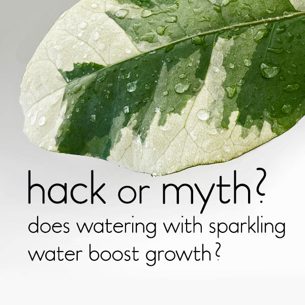 Is my sparkling-water maker terrible for the environment?