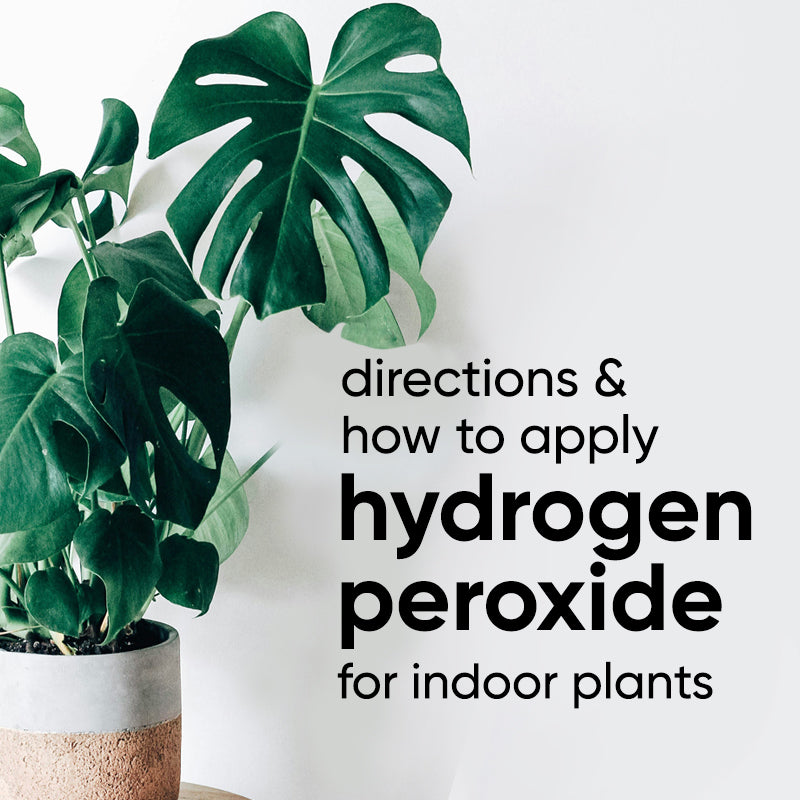 How to use Hydrogen Peroxide (H2O2) for plants