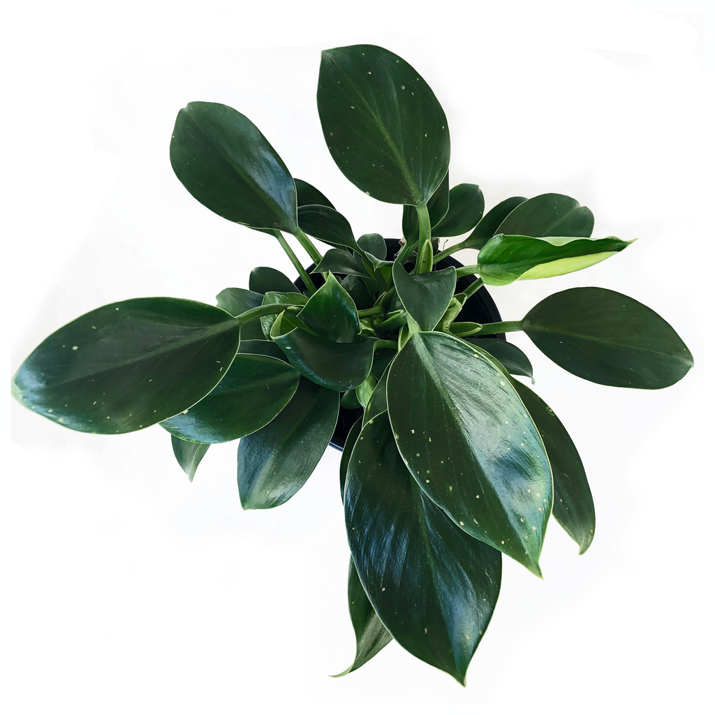 Philodendron Green Princess Care – lovethatleaf