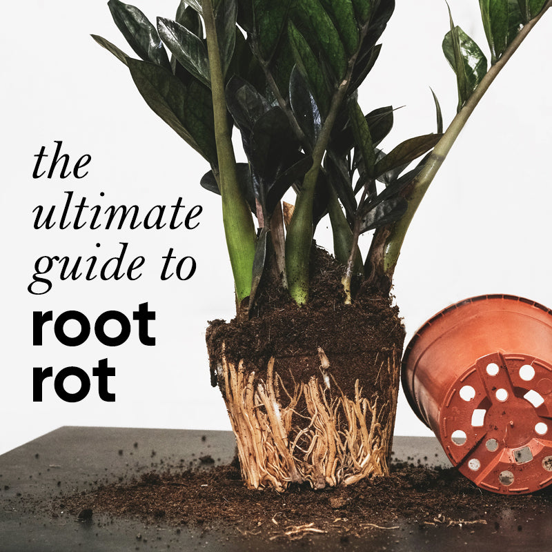 Ultimate Guide to Root Rot: The signs to watch out for and how to fix root rot fast