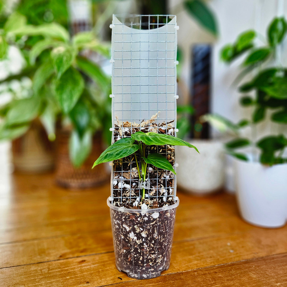 Wildvine Grow Pole Blend - 2 litre