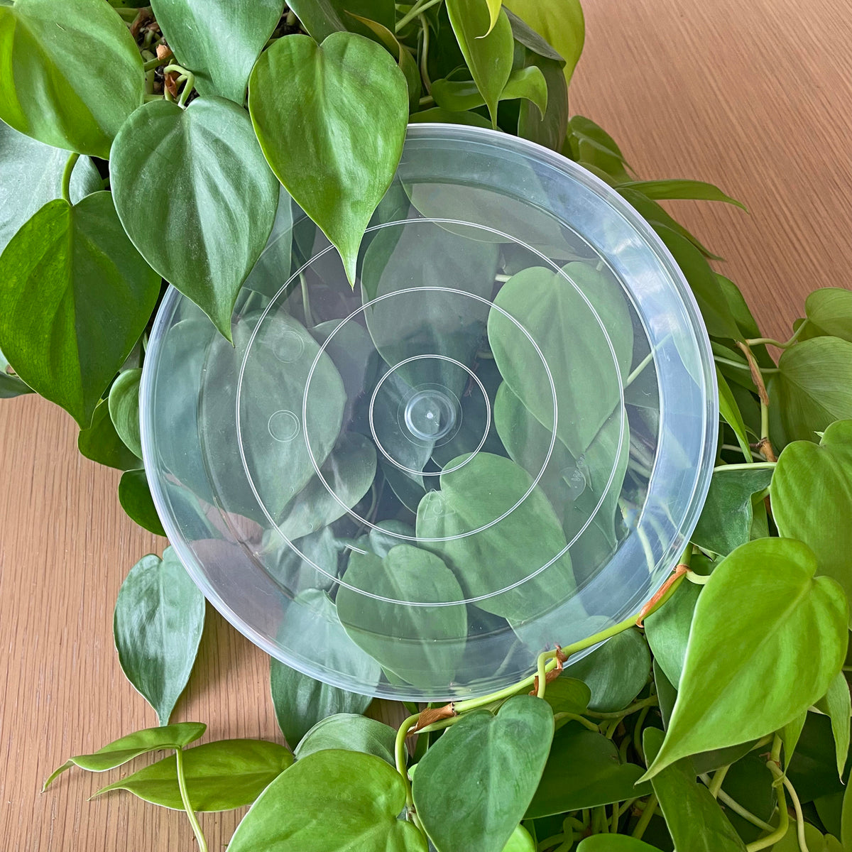 Rain Clear Saucer - Extra Large 19.5cm - Best match 20cm to 23cm pots - From $2.40 each