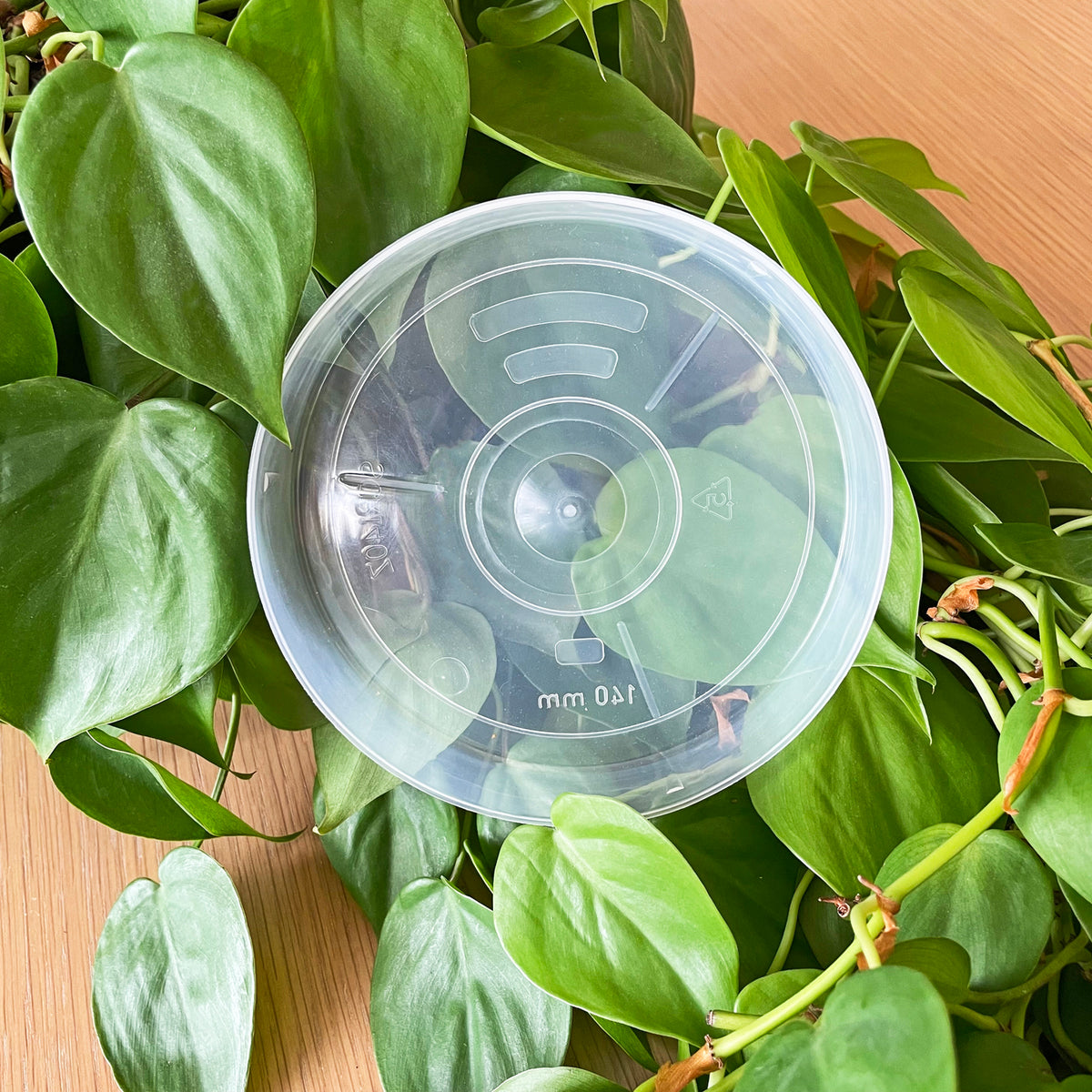 Rain Clear Saucer - Medium 13.5cm - Best match 14cm to 16cm pots - From $1.50 each