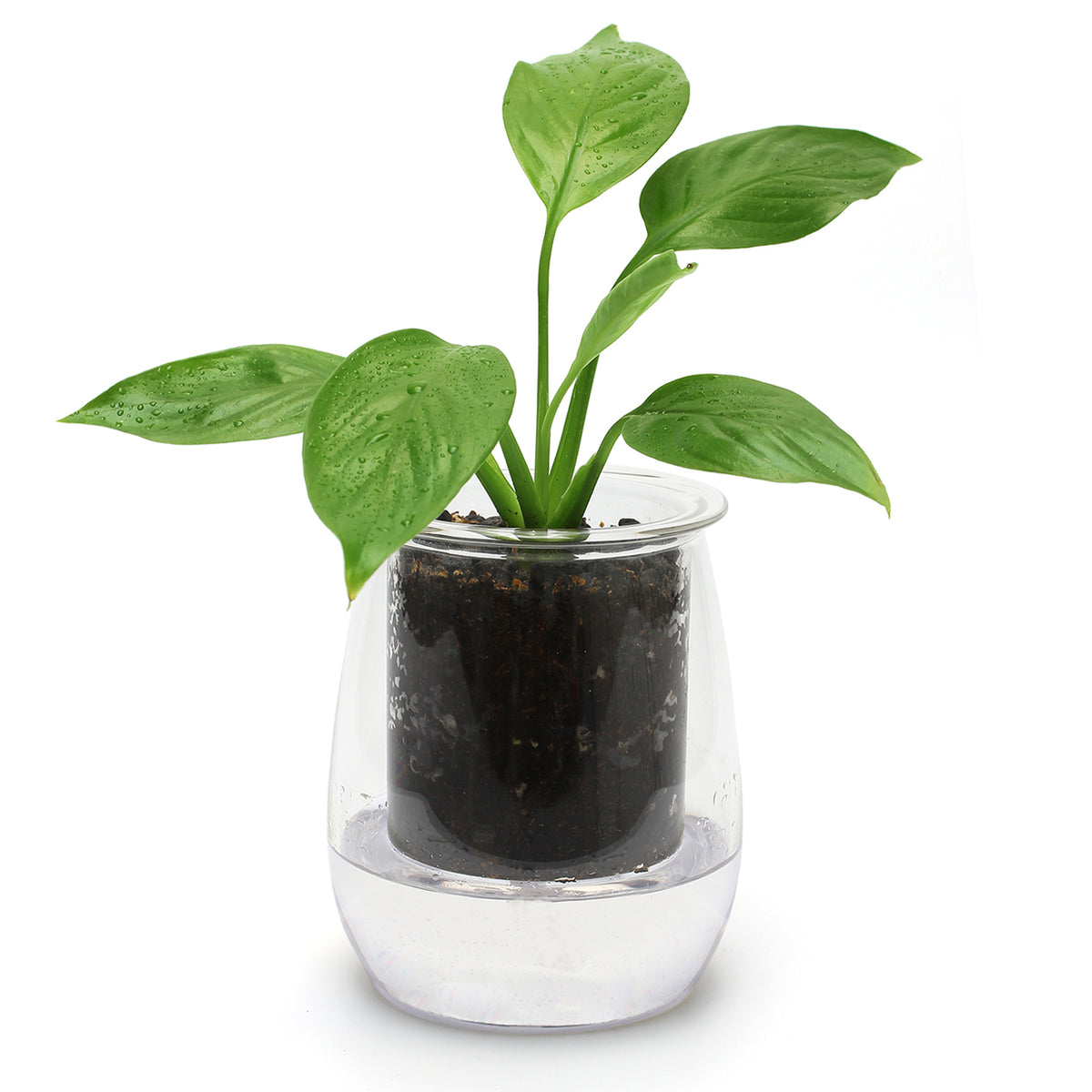 CUP O FLORA Glass Self Watering Pot - MINI