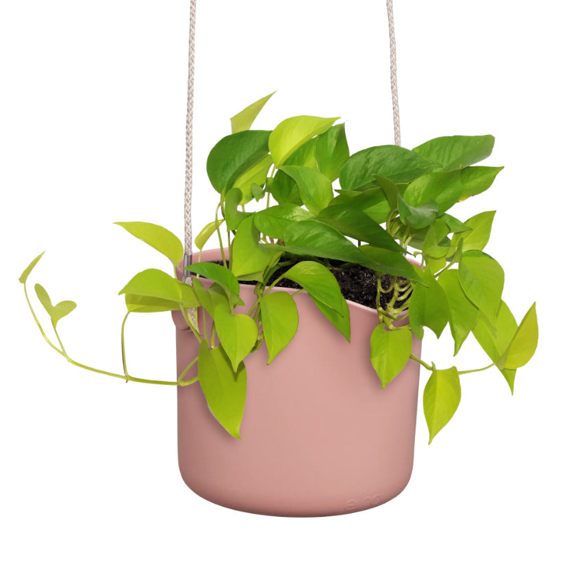 Elho Swing Stackable Hanging Pot - 100% Recycled - 18cm Watermelon Rose