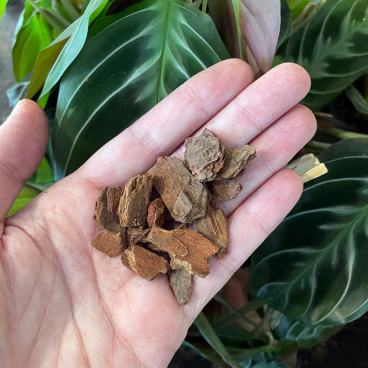 Kiwi Orchid Bark - Grade 3 - 2 litres