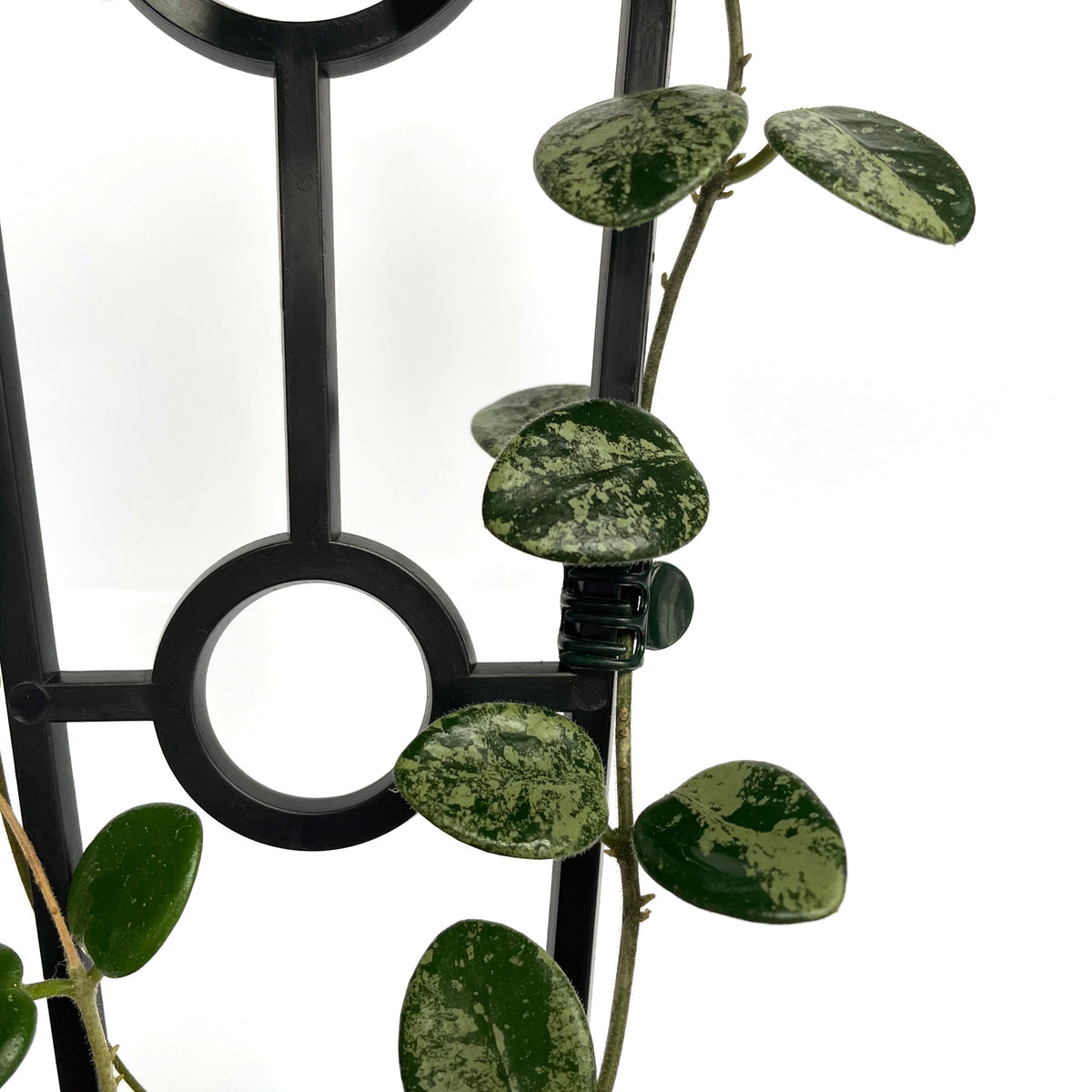 Crew Mini Plant Trellis - BLACK [from $1.20 each]