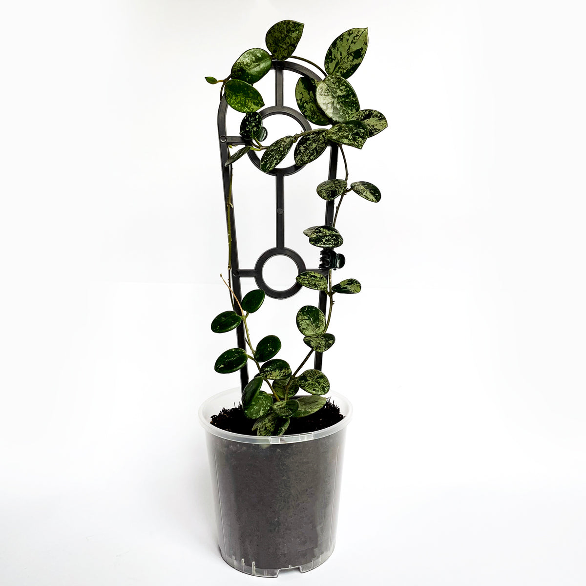 Crew Mini Plant Trellis - BLACK [from $1.20 each]