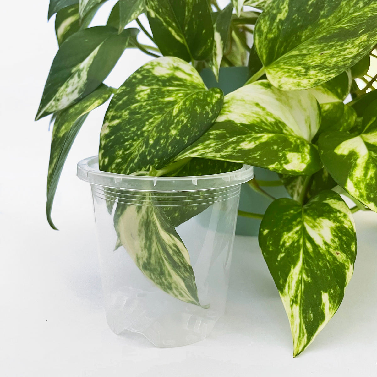 Rain 8 Clear Nursery Pot - 7.5cm x 8cm - from 73 cents each