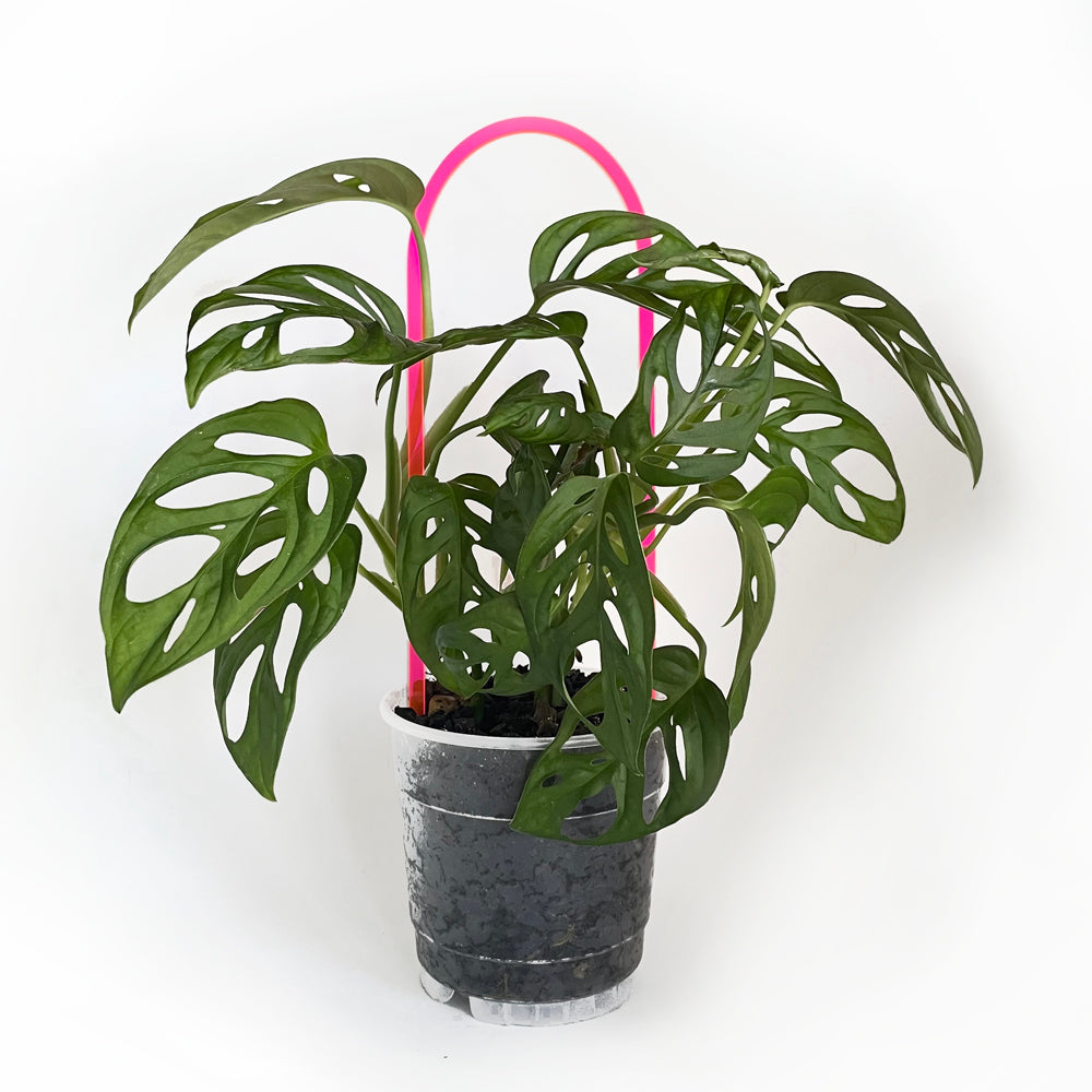 Arka™ Trellis - Medium/Large - NEON PINK