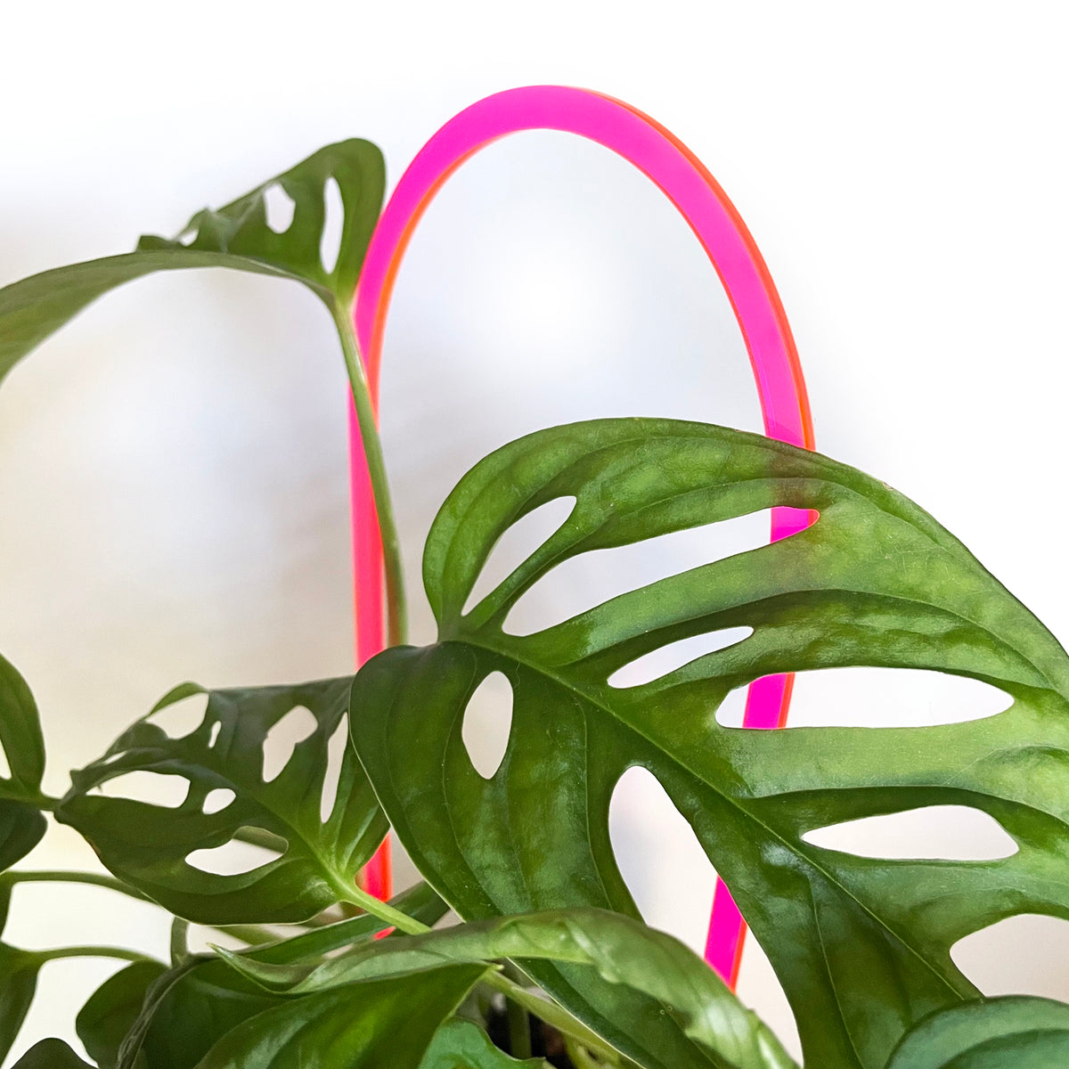 Arka™ Trellis - Medium/Large - NEON PINK