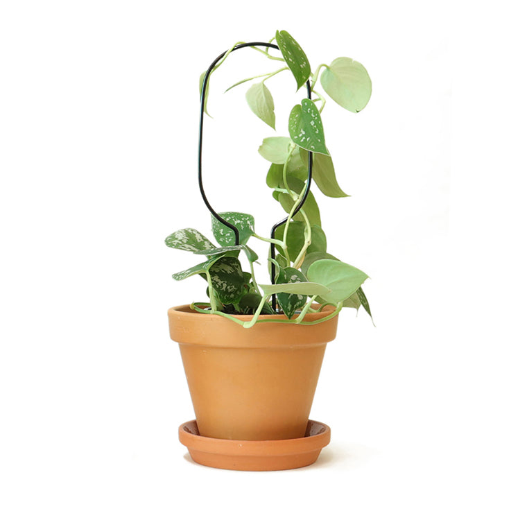 Botanopia Plant Support Stake - Black Hoop 34cm