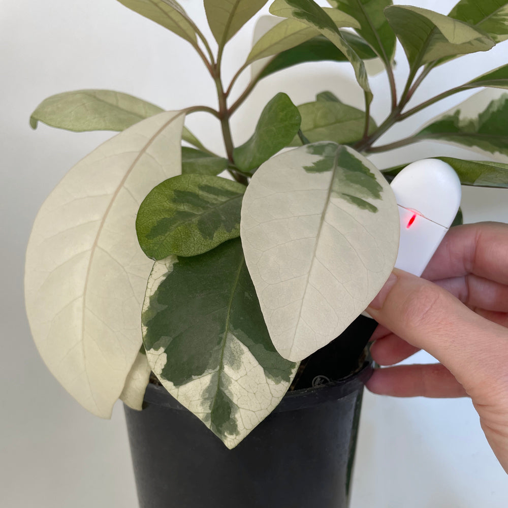 rew water meter soil sensor in pisonia bruniniana plant showing red reading meaning dry and time to water