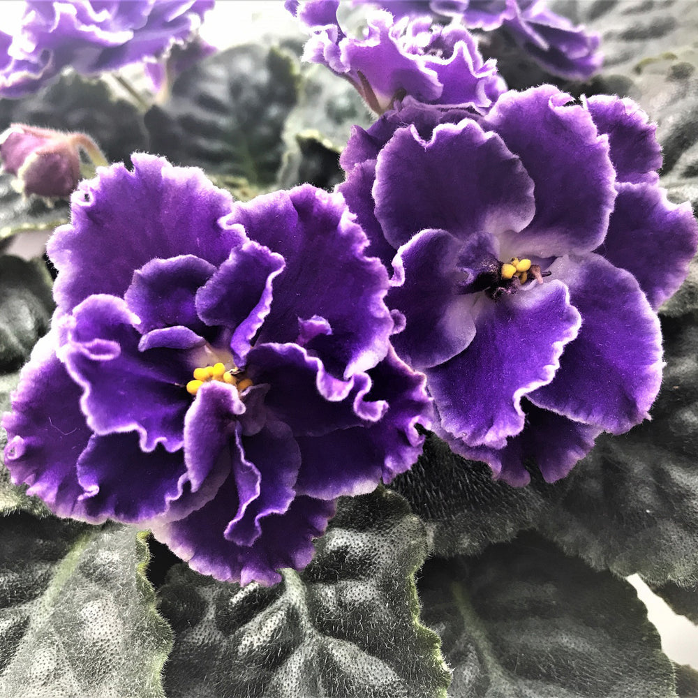 Bio Leaf African Violet Potting Mix - 5 litre - Also for Peace Lilies, Begonias, Ferns