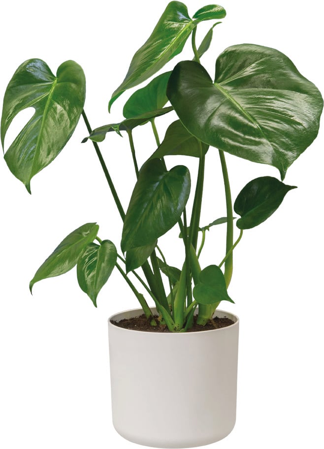 Cover Pot - Elho B.For Soft - 14cm White