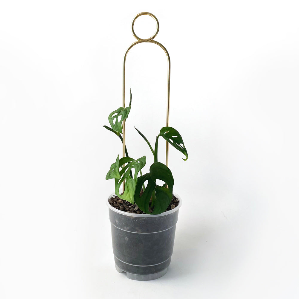 Botanopia Plant Support Stake - Gold Pompom 34cm