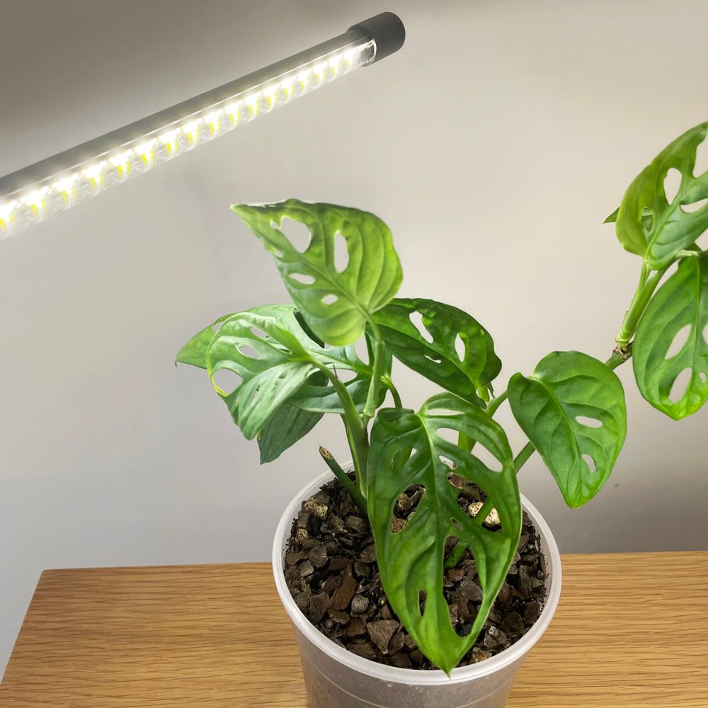 grow-light-houseplants