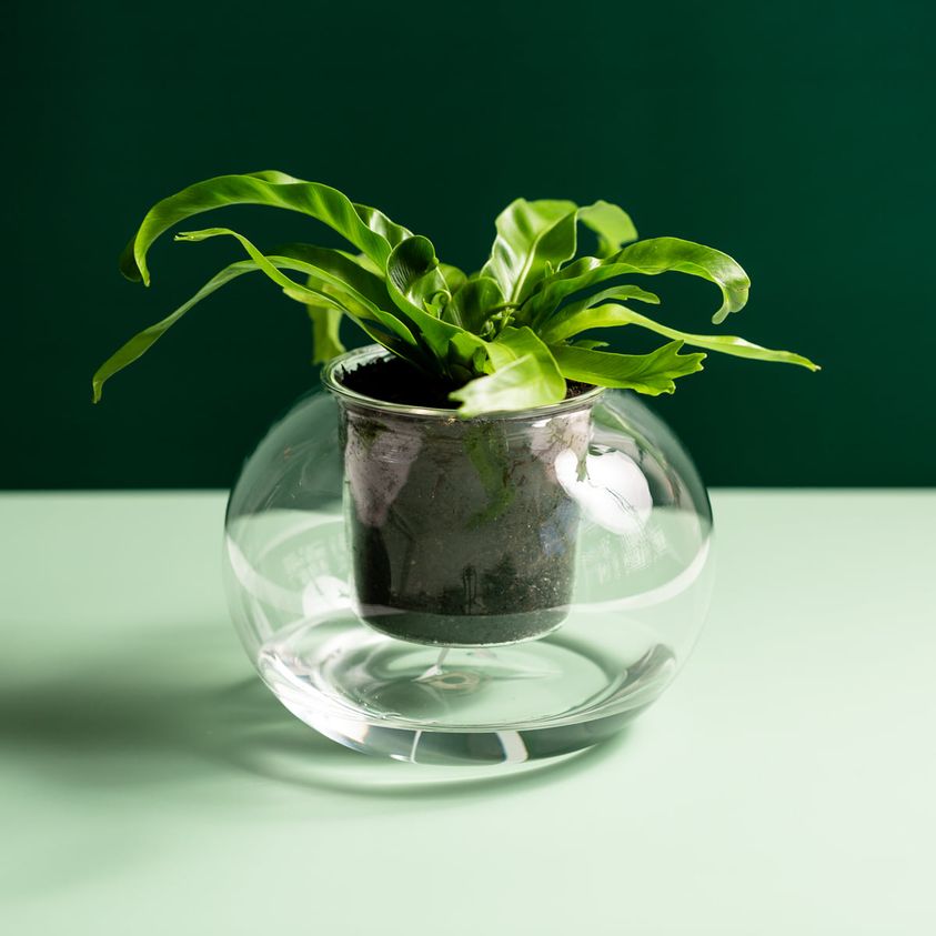 CUP O FLORA Glass Self Watering Pot - Small ROUND (3 colours)