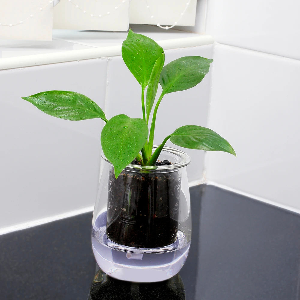 CUP O FLORA Glass Self Watering Pot - MINI