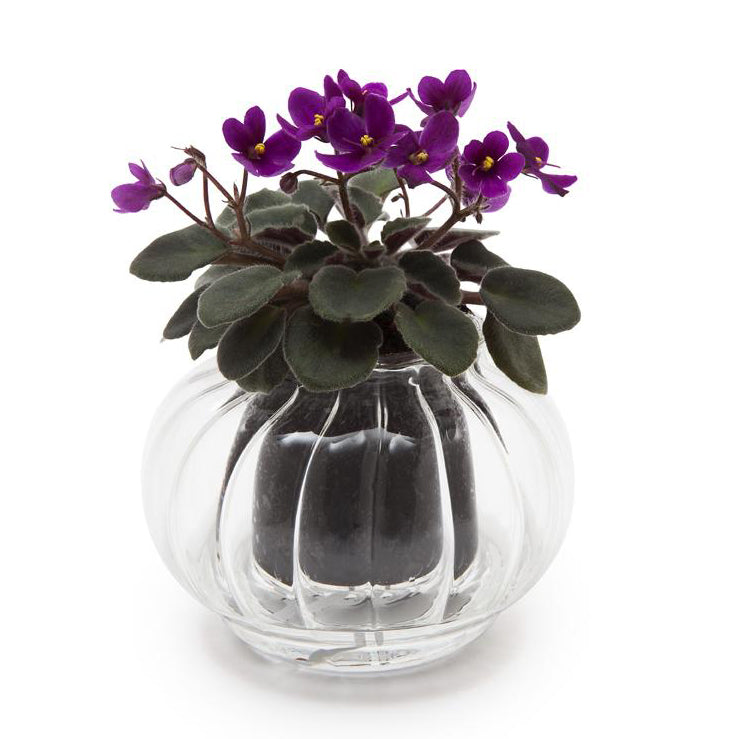 CUP O FLORA Glass Self Watering Pot - Small RETRO (3 colours)