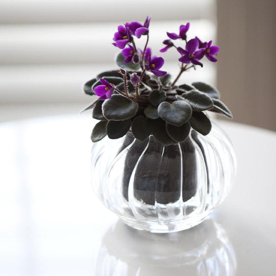 CUP O FLORA Glass Self Watering Pot - Small RETRO (3 colours)