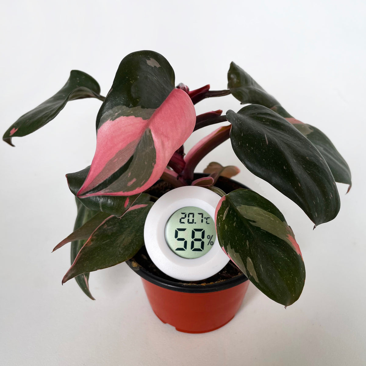 Digital 2-in-1 Mini Temperature and Humidity Meter - White