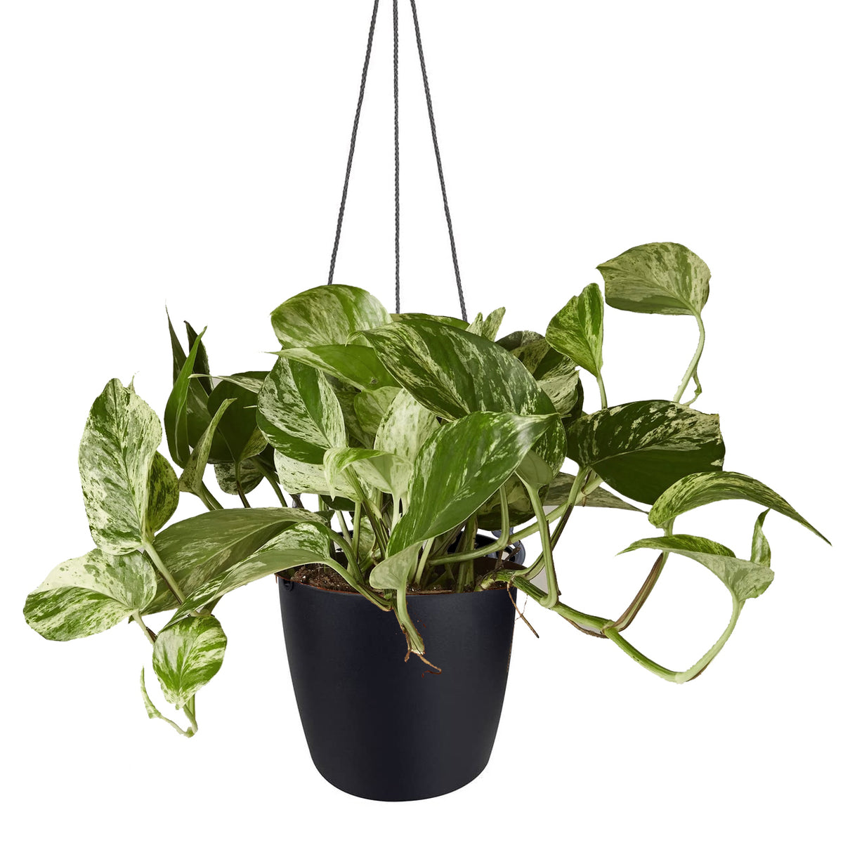 Hanging Pot - Elho Brussels - 18cm White