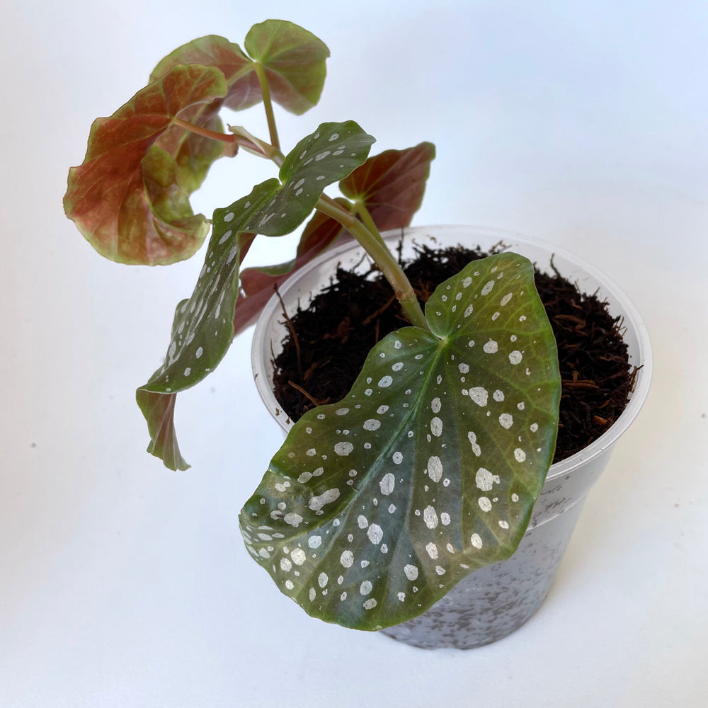 Fern Fibre used to plant an Angel Wing Begonia in