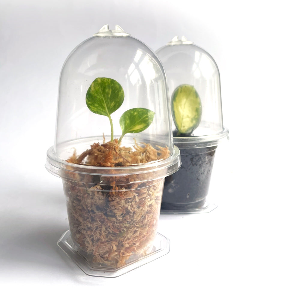 Mini Clear Propagation Kit - from $2 each