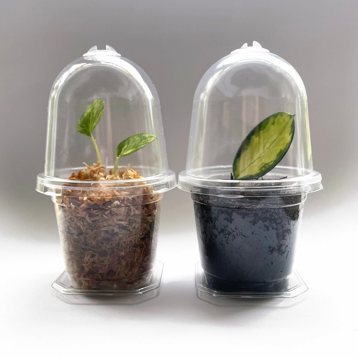 Mini Clear Propagation Kit - from $2 each