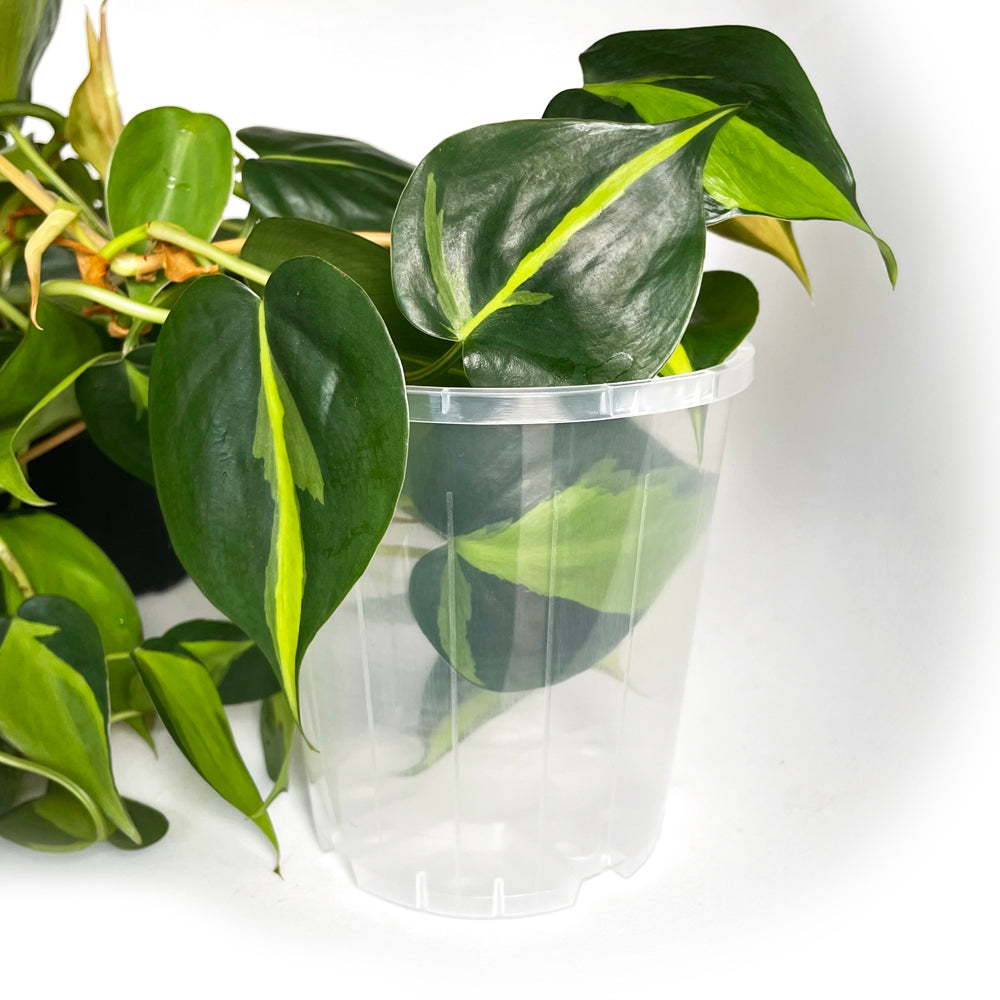 Rain 12 Clear Nursery Pot - 11.5cm x 12cm - 1 litre - from 99 cents each