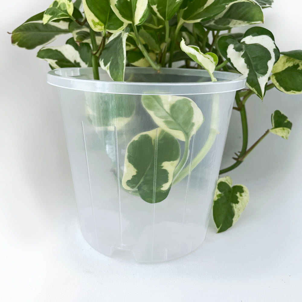 Rain 14 Clear Nursery Pot - 14cm x 12.5cm - 1.3L - from 90c each