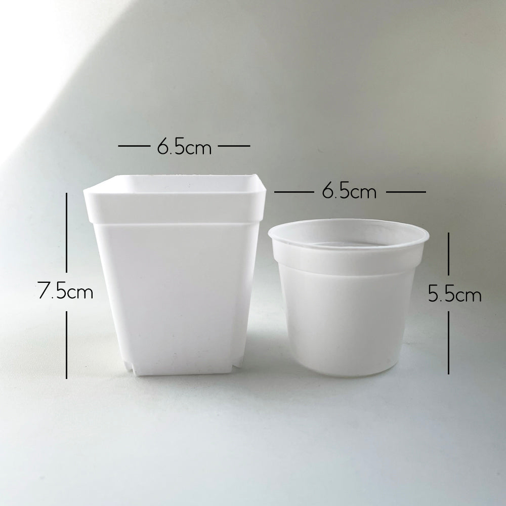 Crew Mini Pot Square - 7.5cm x 6.5cm - WHITE